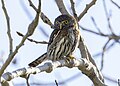 Northern pygmy owl