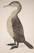 Double-Crested Cormorant, pen and watercolour, 1865