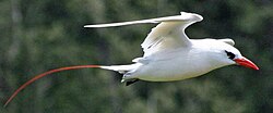 Red-tailed tropicbird