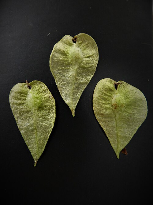File:Seed Ulmus Morfeo.jpg