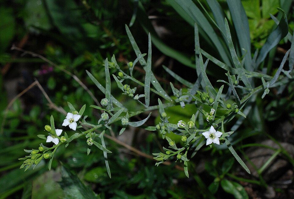 File:Thesium alpinum01.jpg