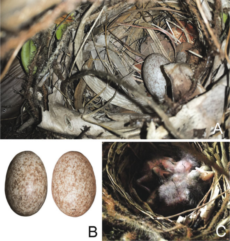 File:Thraupis cyanoptera breeding collage.png