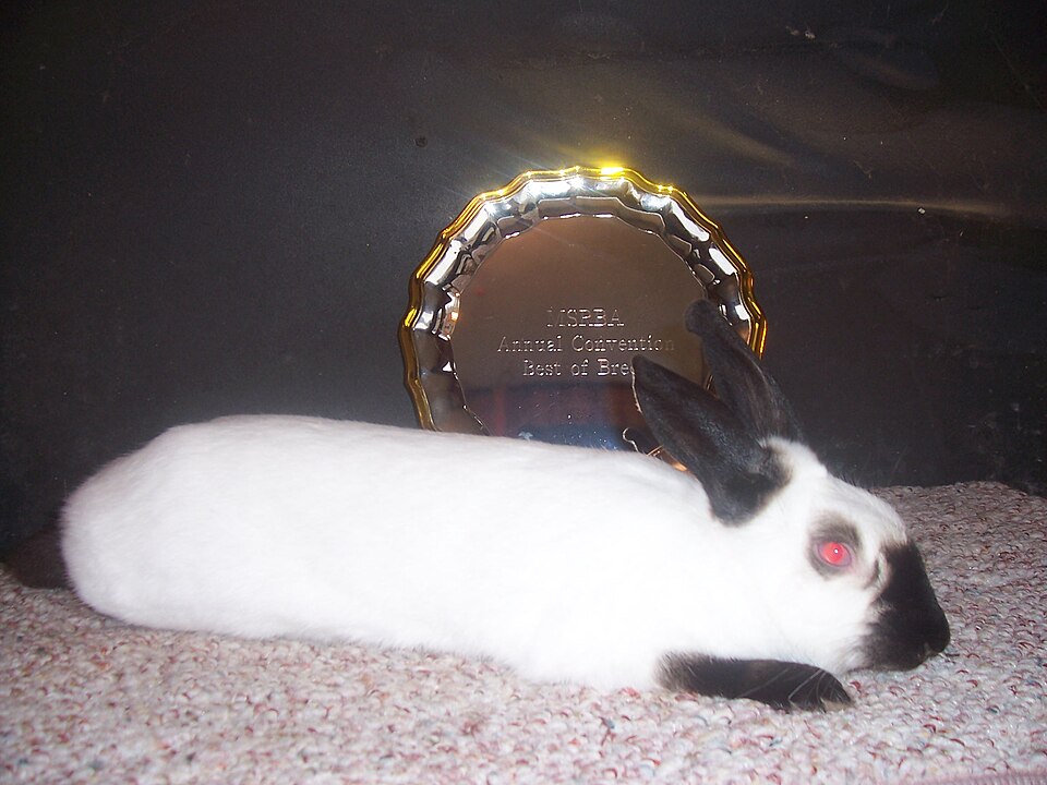 File:Winninghimalayan.JPG