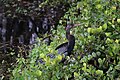 An anhinga perches among the branches above the water.