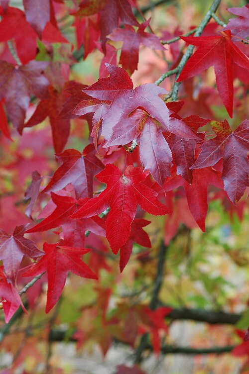 File:Autumn Leaves (Liquidambar Styraciflua) (2966992728).jpg