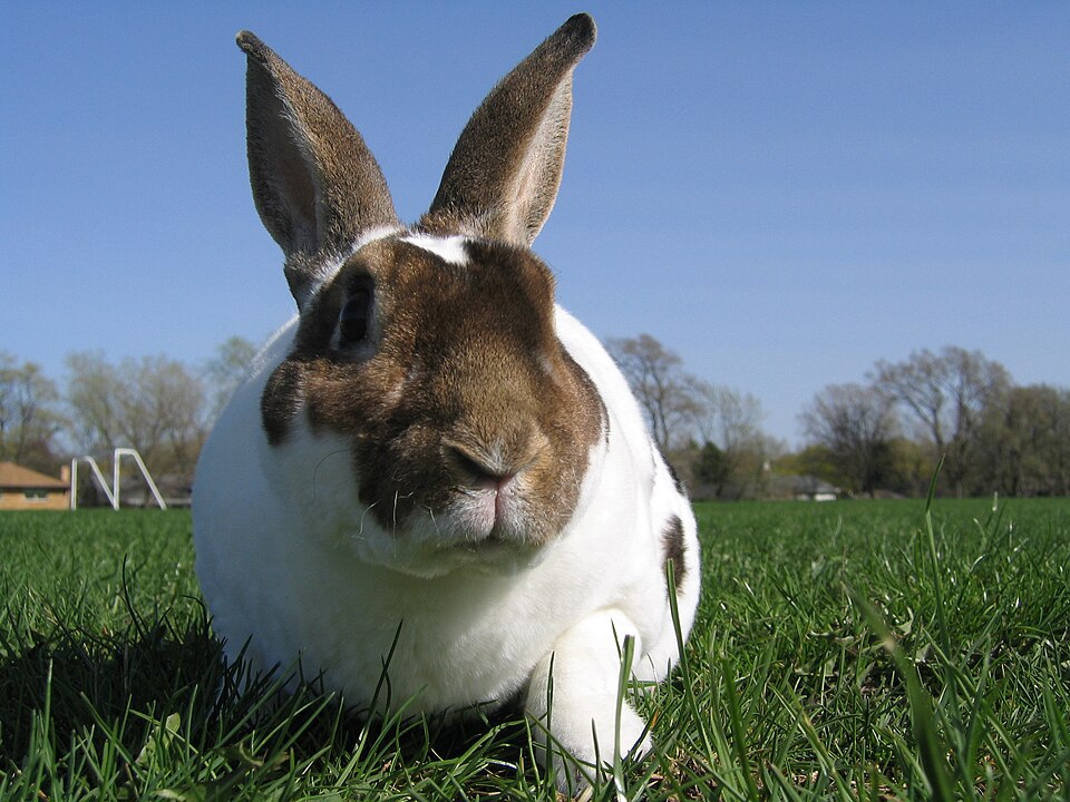 File:Broken Castor Rex Rabbit.JPG