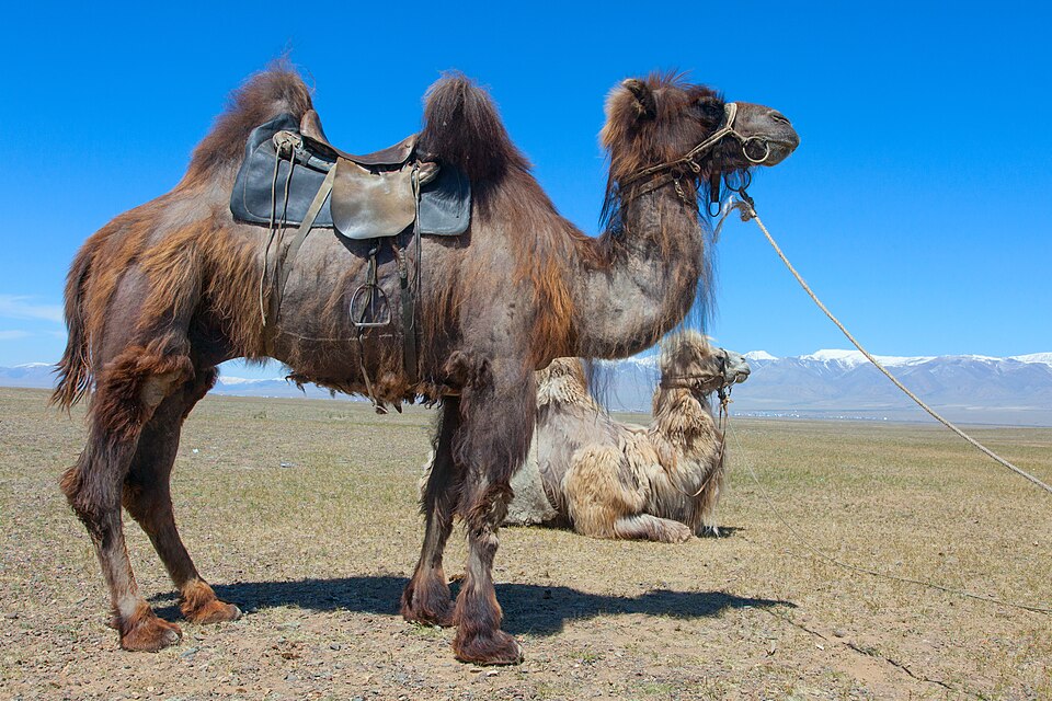 File:Camel1111111 01.jpg