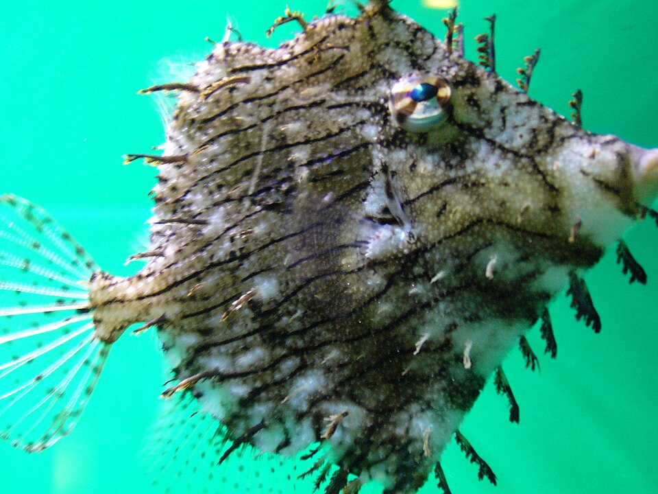 File:Chaetodermis penicilligerus.402 - Aquarium Finisterrae.jpg
