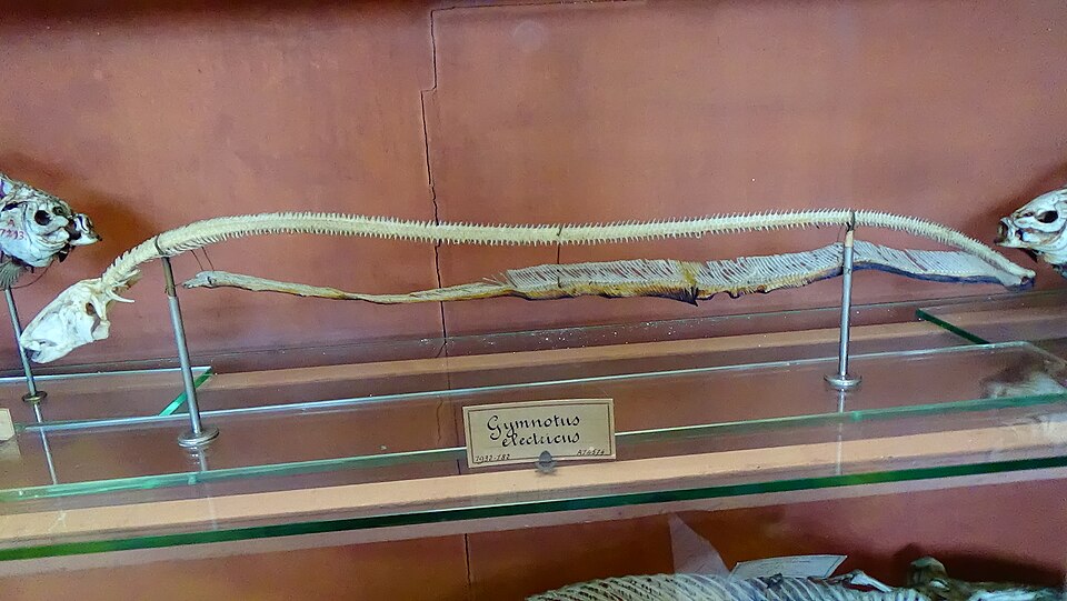 File:Electrophorus electricus - squelette MNHN.JPG