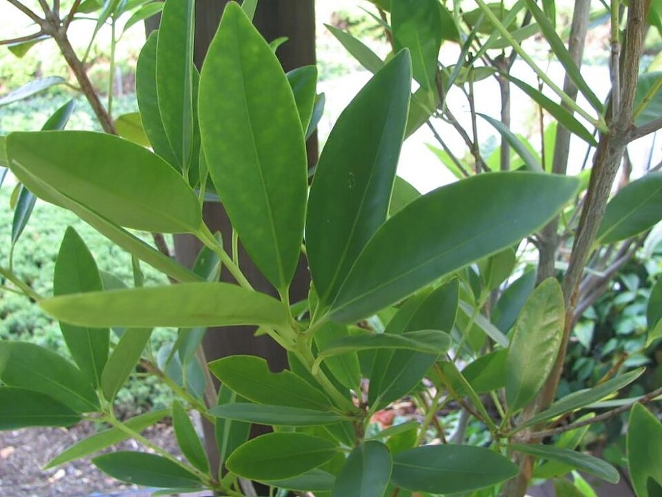 File:Illicium verum 1zz.jpg