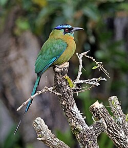 Lesson's motmot Momotus lessonii lessonii Panama