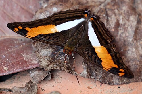 Messana sister Adelpha messana delphicola Brazil