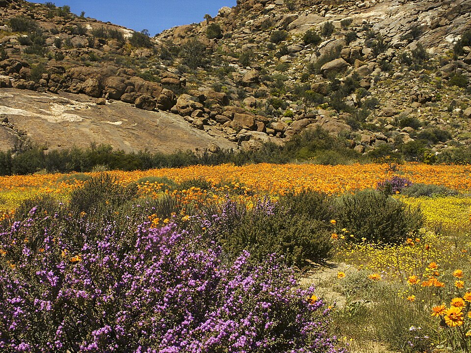 File:Namaqualand, Goegap 1035.jpg