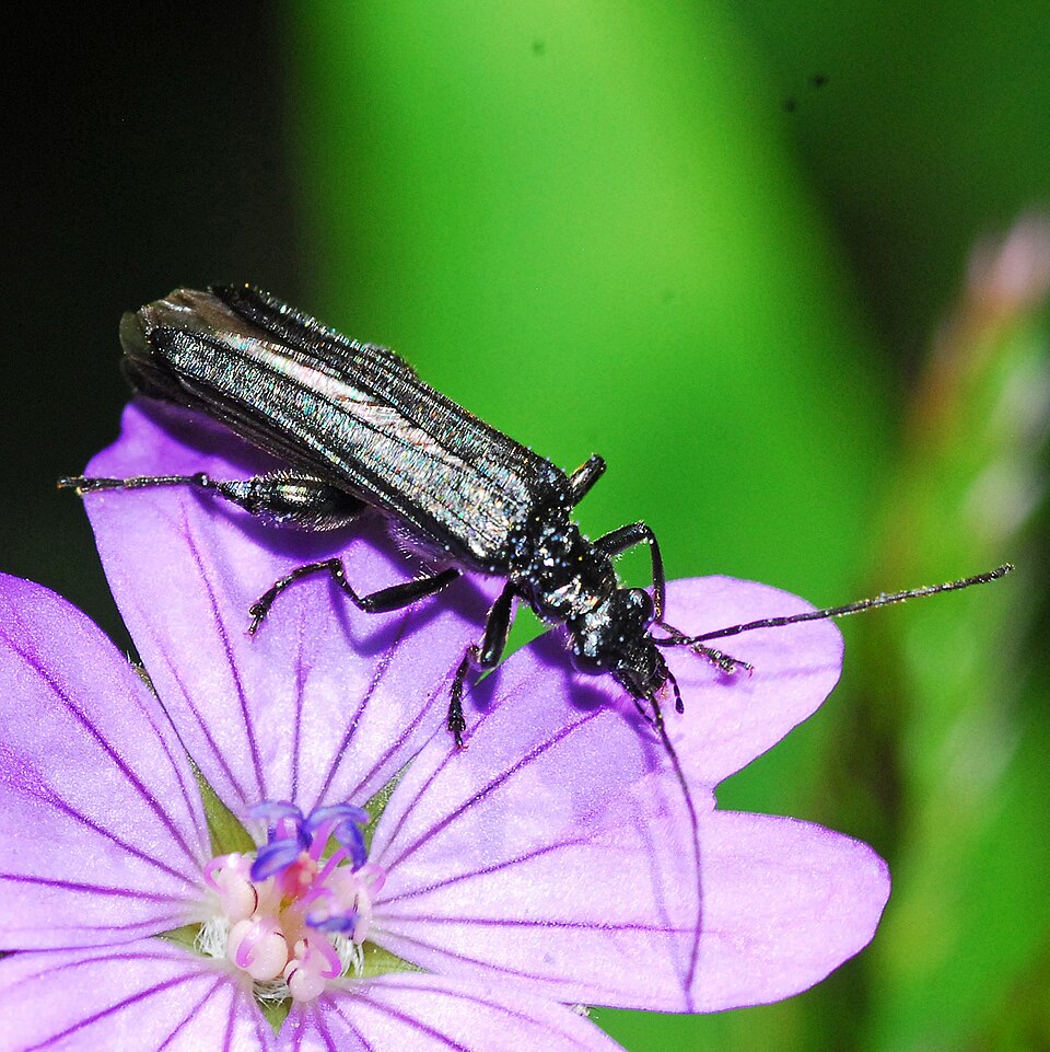 File:Oedemeridae - Oedemera tristis) (male).JPG