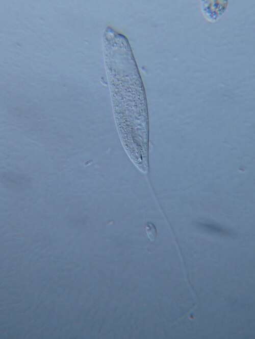 File:Peranema (Flagellat) - 400x (8492749542).jpg
