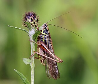 Metrioptera roeselii, (Tettigoniinae)