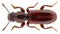Thaneroclerus buqueti