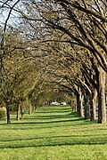 Mature 'Princeton' elms on right, planted 1920s; 'Delaware' on left, planted in 1983, in a side allée of the Washington Road Elm Allée, Princeton, New Jersey, US (2011)