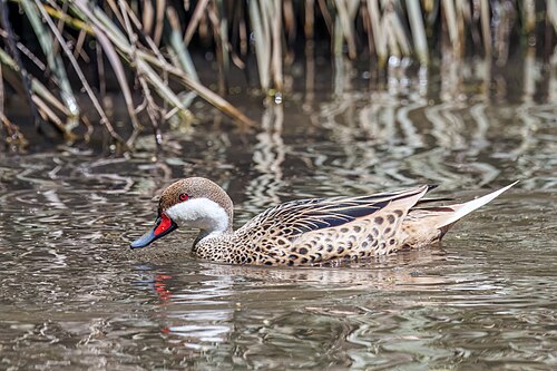 White-cheeked pintail Anas bahamensis rubrirostris Chile