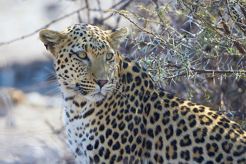 File:African Leopard Back 2019-07-28.jpg