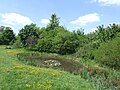 Ali's Pond