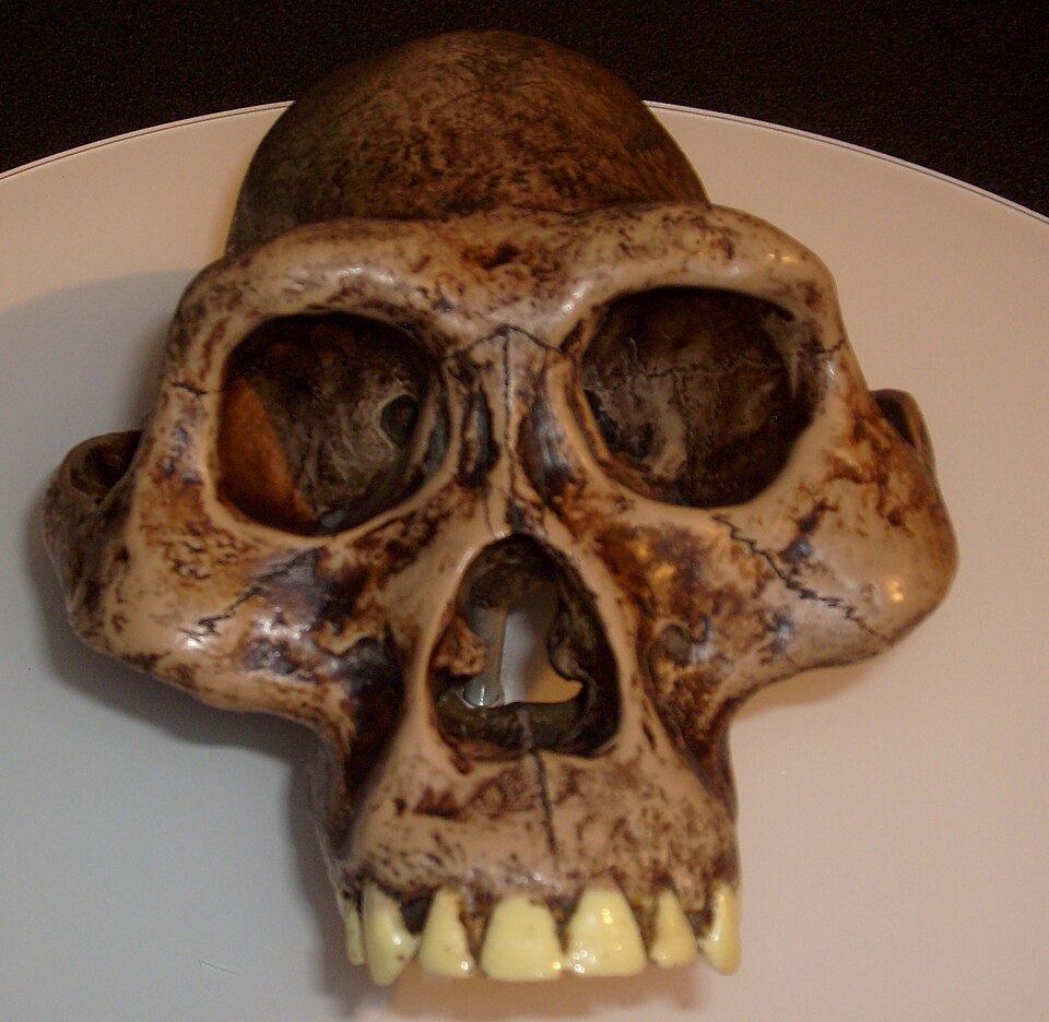 File:Australopithecusafarensis reconstruction.jpg