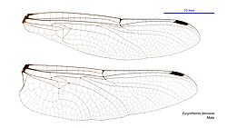 Male wings