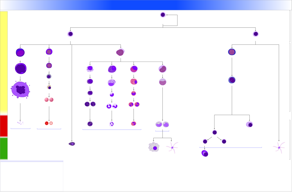 File:Hematopoiesis (human) diagram.svg