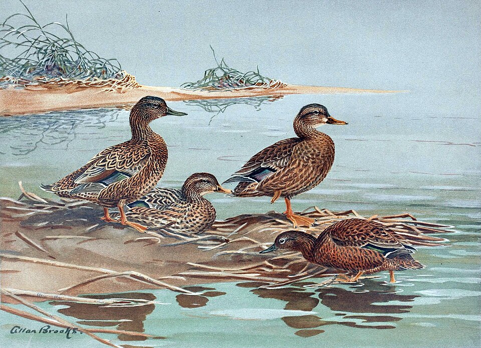 File:Oustalet's Gray Duck.jpg