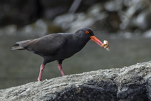 Sooty oystercatcher Haematopus fuliginosus Australia