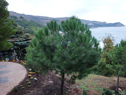 Young tree in Crimea, Ukraine