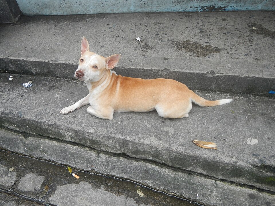 File:3070Bagbag, Novaliches, District 28, Quezon City.jpg