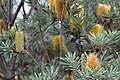 Banksia verticillata at Mt Barker, WA, US