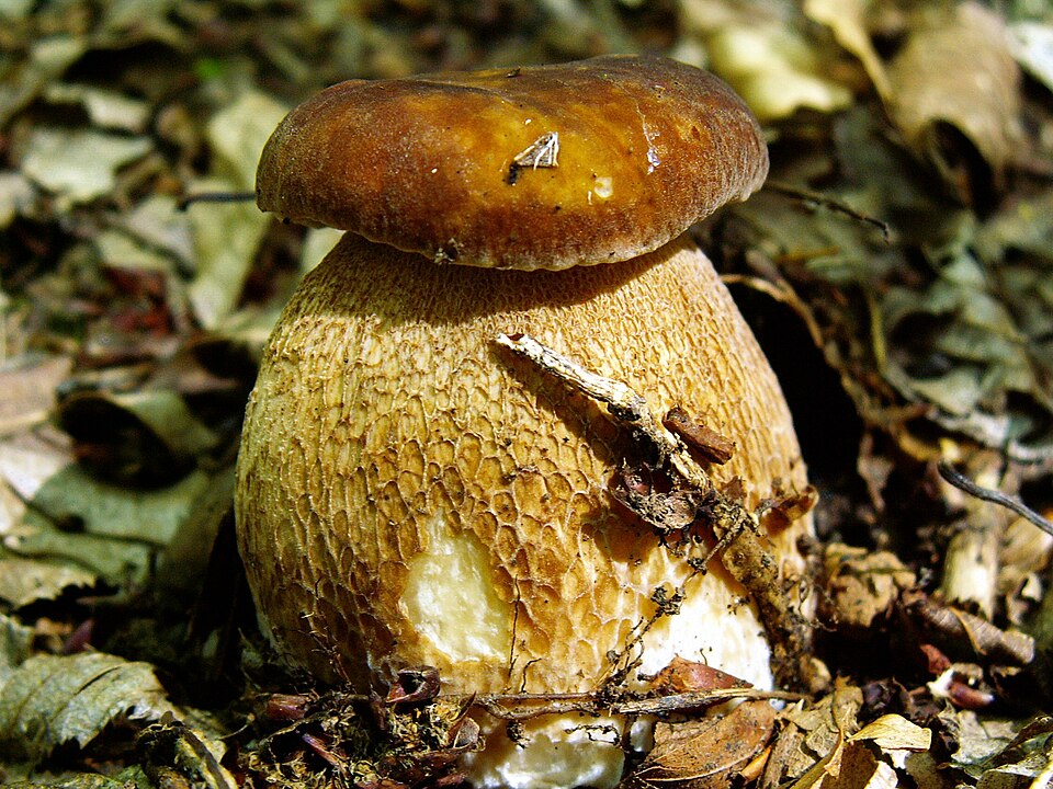 File:Boletus.JPG