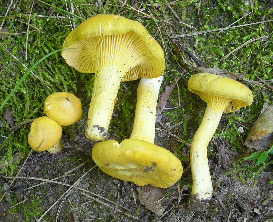 File:Cantharellus altipes 236698.jpg