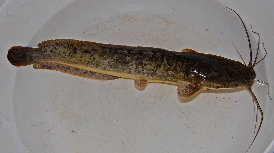 File:Clarias garie 080516 9142 tdp.jpg