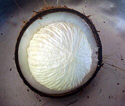 This is not heart of palm