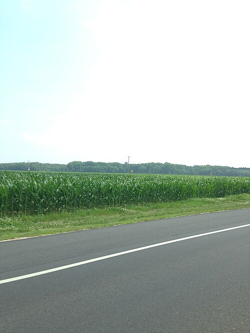 File:Corn in Lewes.JPG