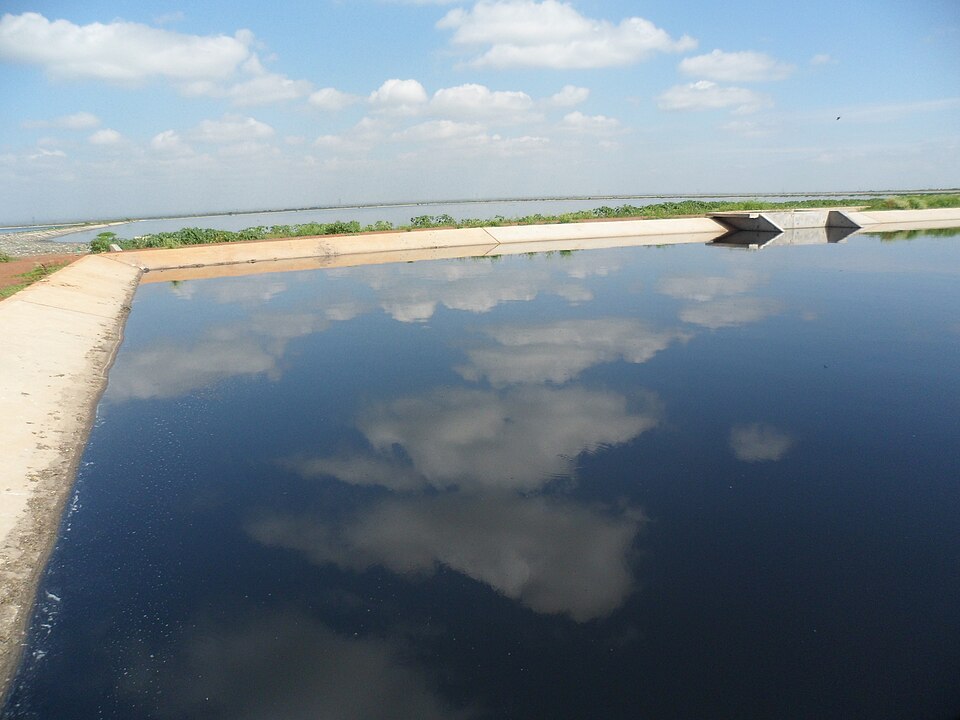 File:Facultative pond (6898412198).jpg