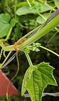 Extrafloral nectar glands with Oecophylla smaragdina ants