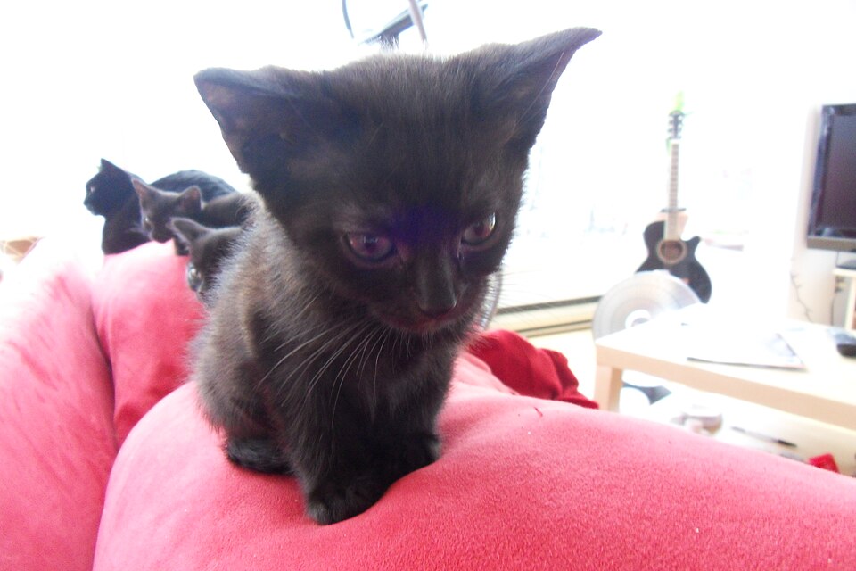 File:Kittens (5145342582).jpg