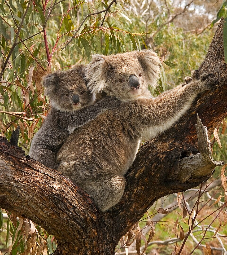 File:Koala and joey.jpg