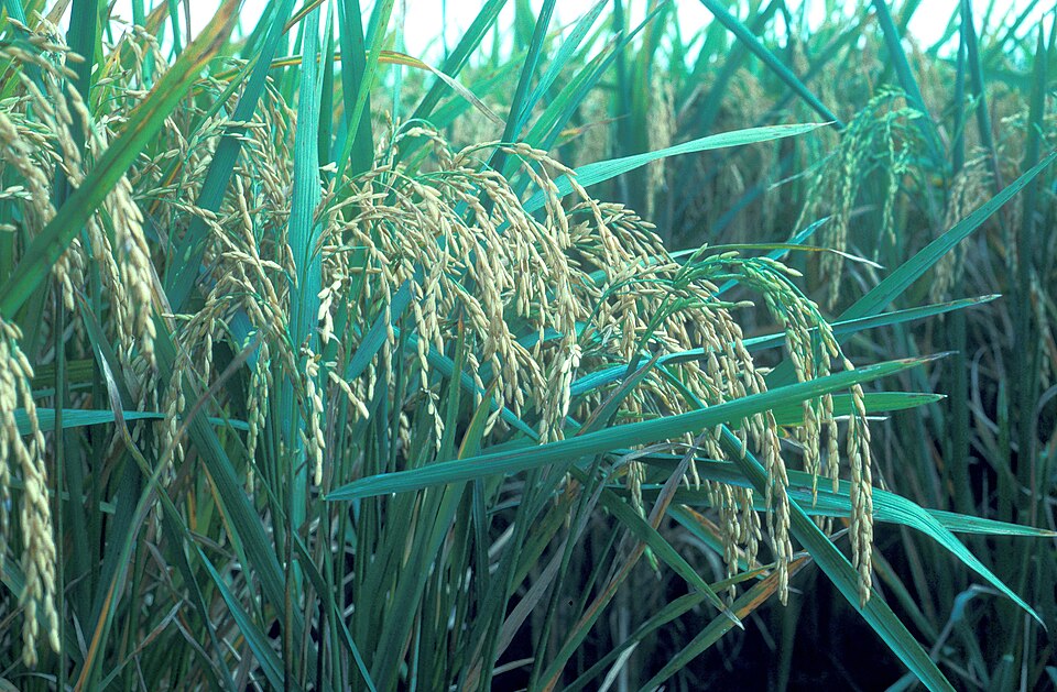 File:Lemont rice.jpg