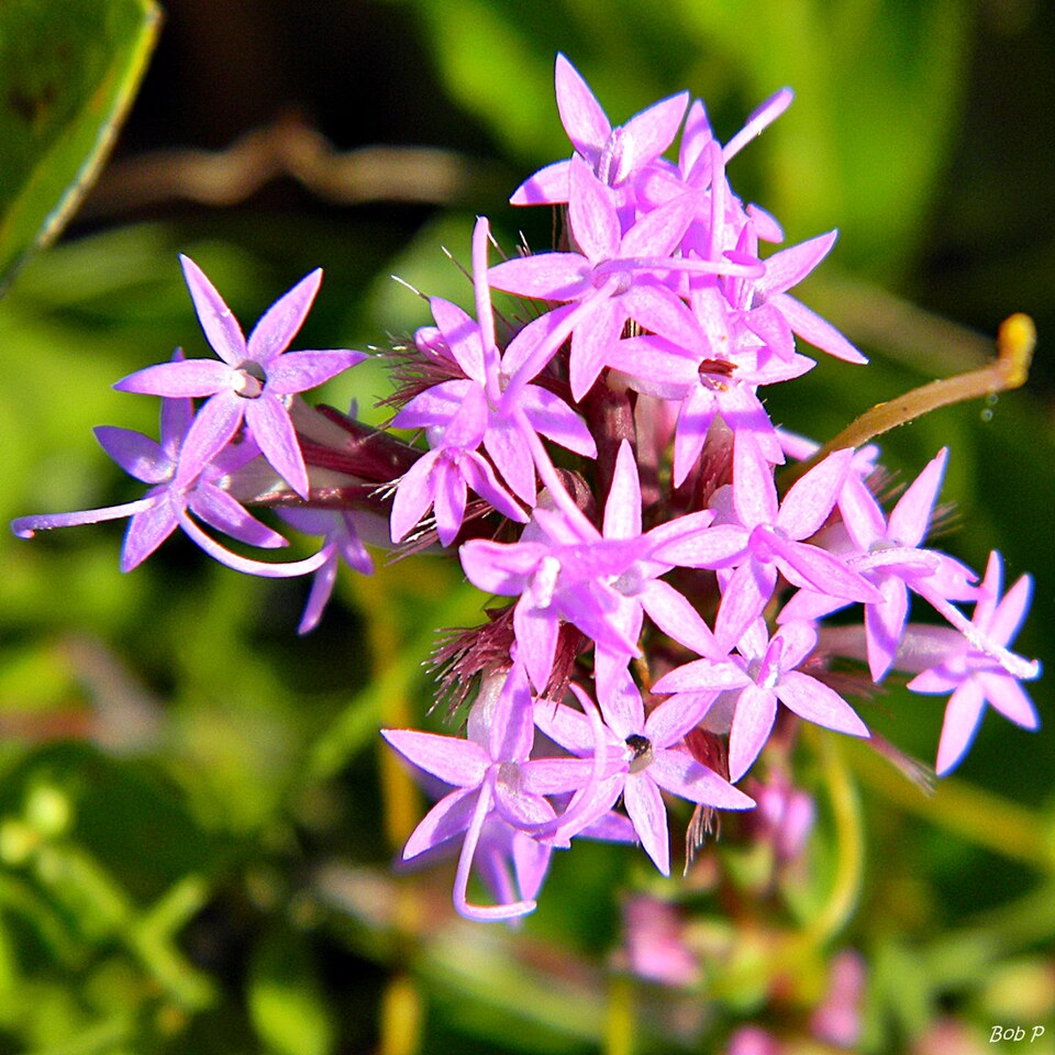 File:Liatris chapmanii (Chapmans gayfeather) (6168386879).jpg