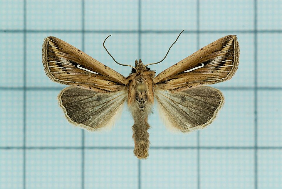 File:Mythimna bistrigata.jpg