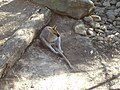 Red-necked wallaby