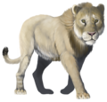 American lion