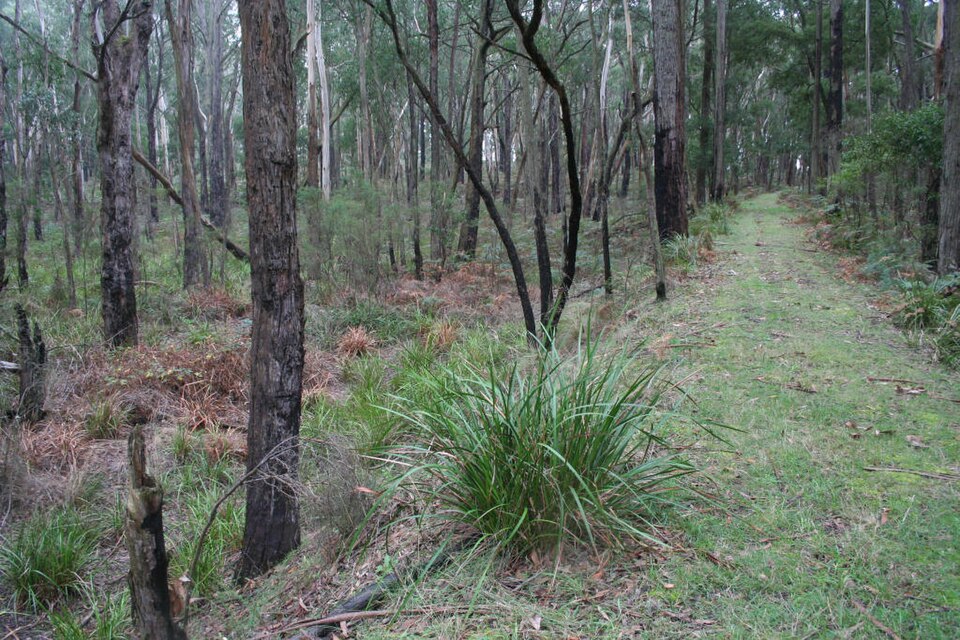 File:Beech forest line embankment.jpg