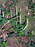 Thumbnail for version as of 07:10, 2 July 2011