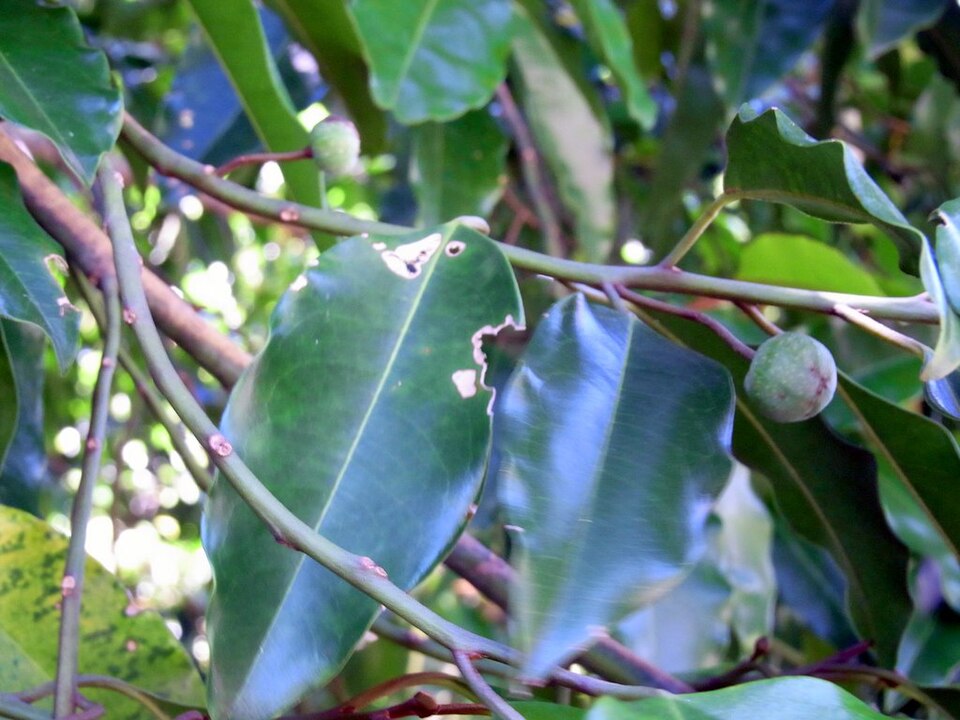 File:Galbulimima baccata RBG Sydney.JPG
